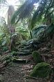 Tree fern gully, Pirianda Gardens IMG_7200